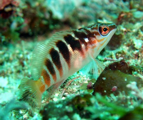 Bush Rangers Bay Bass Point | Hawk Fish | Bill | Flickr