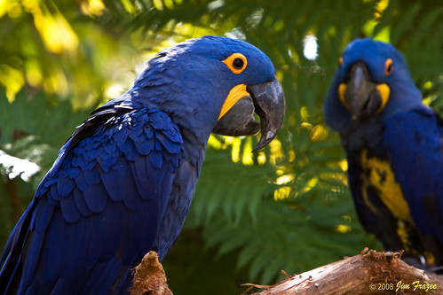 Hyacinth Macaws by Jim Frazee