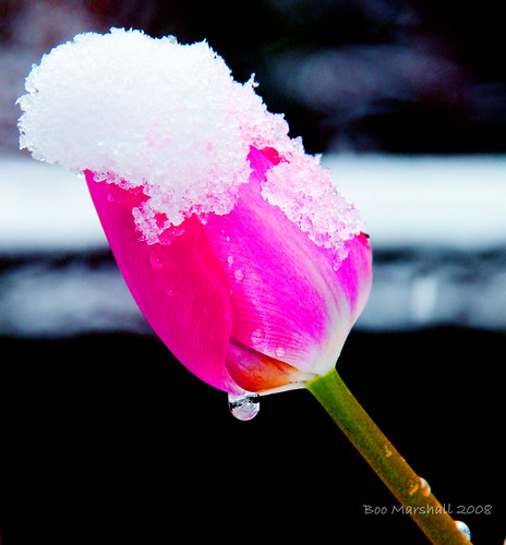 Snow Pink and the Diamond Droplet