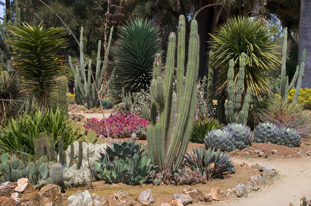 Stanford Cactus Garden | Ed Bierman | Flickr