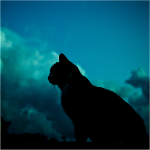 Cat in the Clouds by janos radler