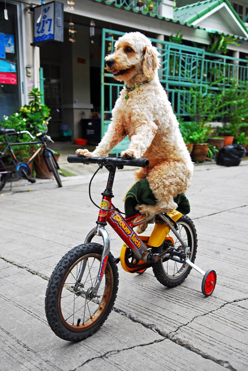 Dog on a bike / chien sur velo - Bangkok, Thailand