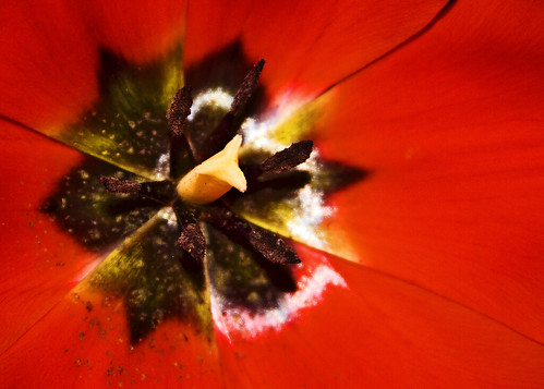 Tulip | Flowers for Valentine's Day (300/365) | Alfred Hermida | Flickr