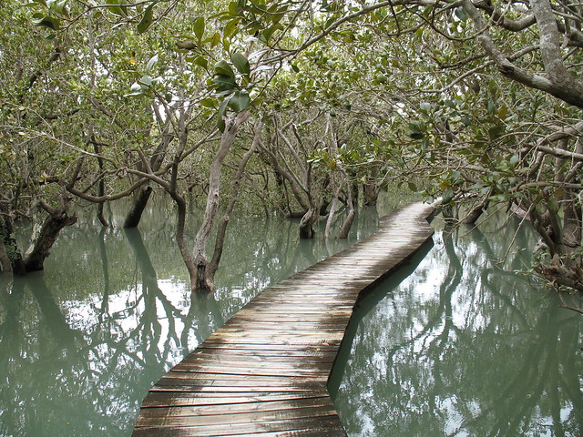 Mangroves near Waitangi