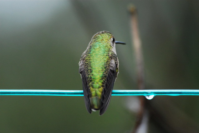 anna's hummingbird - back (female)