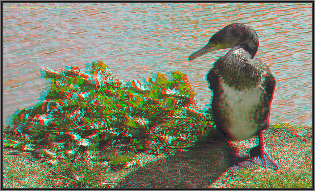 Cormorant in 3D anaglyph