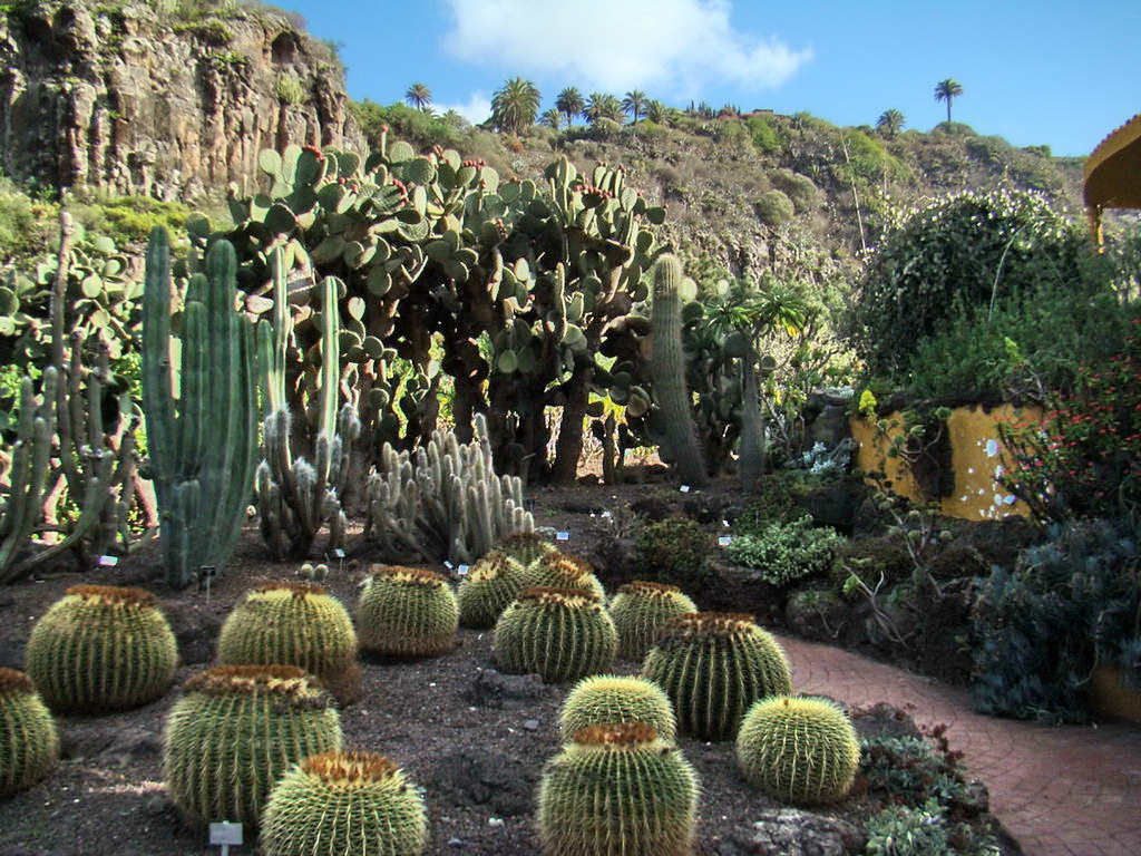 Mínimo liderazgo Alicia Cactus erizo Jardin Canario Las Palmas de Gran Canaria 17 | Flickr