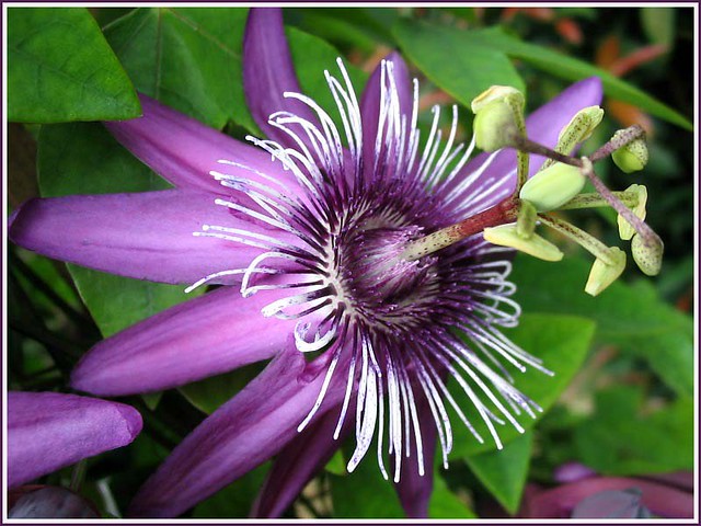 Purple Passion Flower or Maypop (Passiflora incarnata) at Sungai Buloh nursery #2