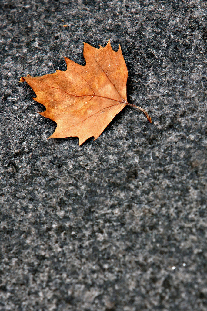Image: Lonely Leaf on the Pavement