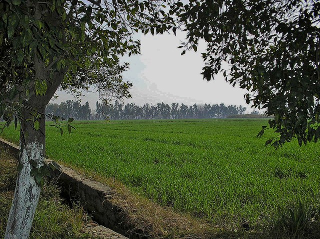 Rural Scenes from Mardan in Khyber Pakhtunkhwa, Pakistan - February 2011