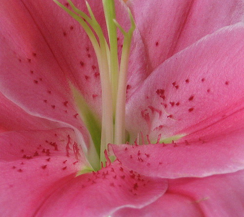 pink and perky | by grace_photography