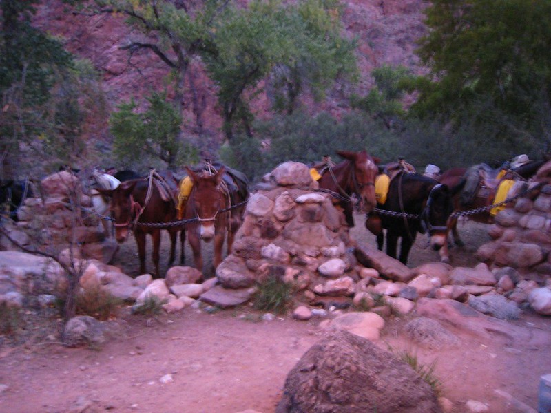 Phantom Ranch Riding Vacation Part 2 - Oct/Nov 2007 | Flickr