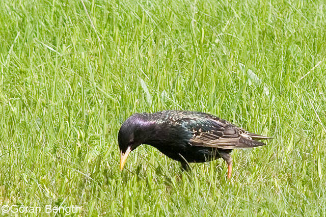 Common Starling | Göran Bength | Flickr