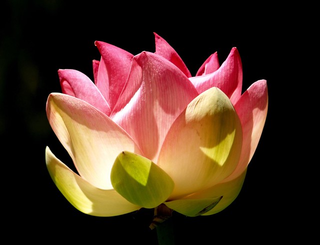 Illuminating Lotus