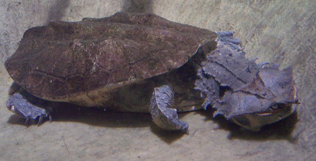 Fransenschildkröte - Chelus fimbriatus - Mata Mata