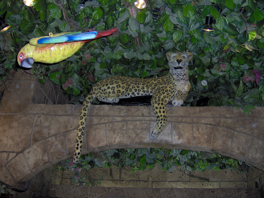 Leopard in the Rainforest Cafe, Rainforest Cafe in the MGM