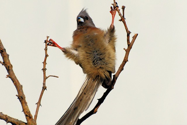 White-backed Mousebird   Colius colius (425)