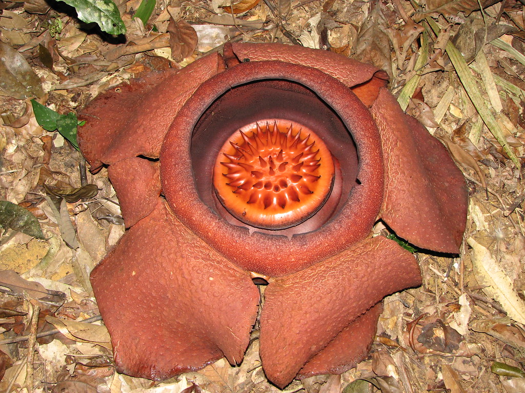 Rafflesia Flower #1 | With a local guide, we hiked up a hill… | Flickr