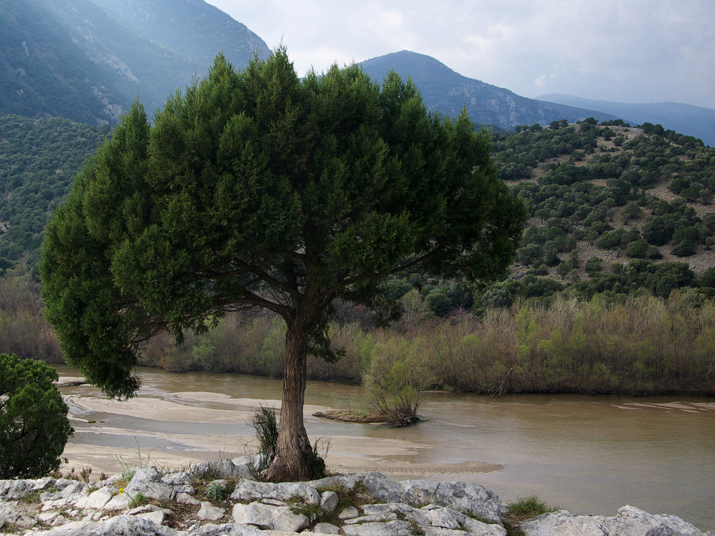 Tree with river | [IMGP6571-silky1024] | Patrick Lehnes | Flickr