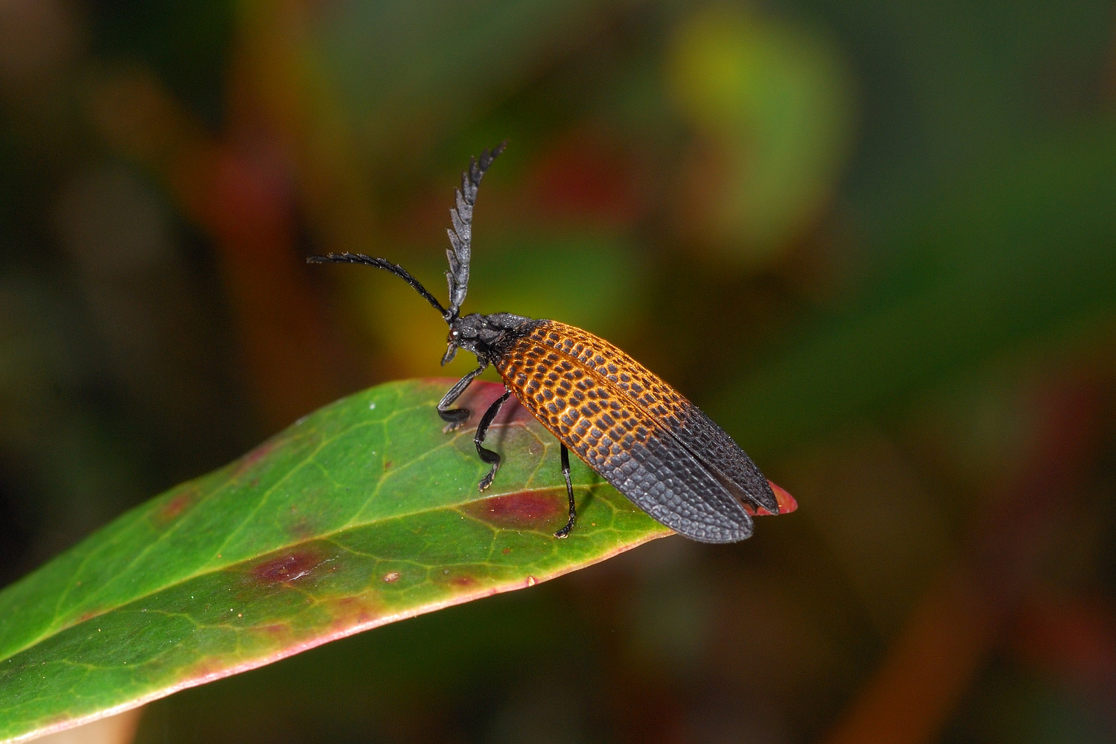 Borneo: All other plants, flowers and bugs | Flickr
