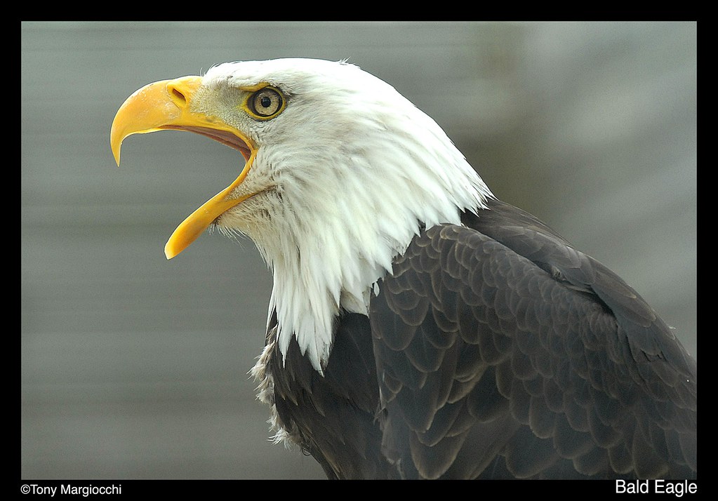 Bald Eagle 2.jpg