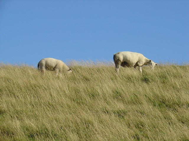 dike sheep