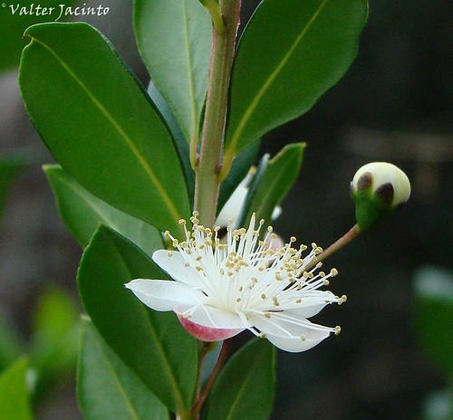 Flor da Murta // Common Myrtle (Myrtus communis) | Location:… | Flickr