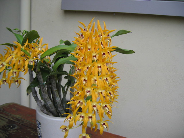 Dendrobium Avril's Gold #1a