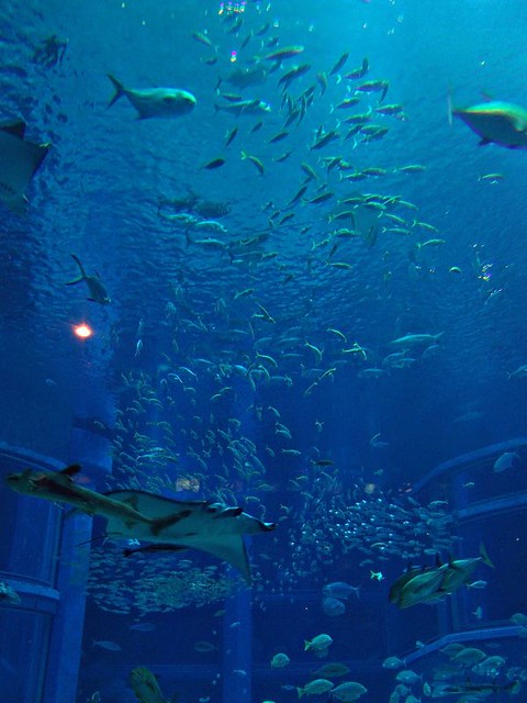 大阪・水族館 Osaka Aquarium