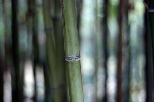 bamboo?
