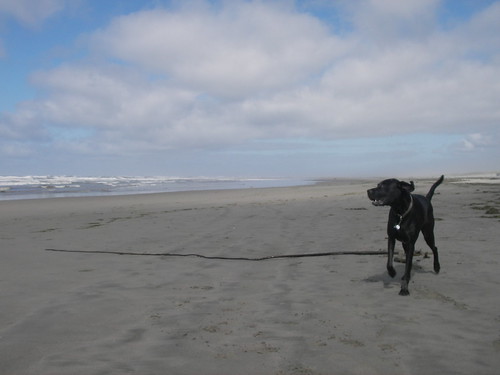 dog seaweed beach coast washington sand pacificocean pacificnorthwest