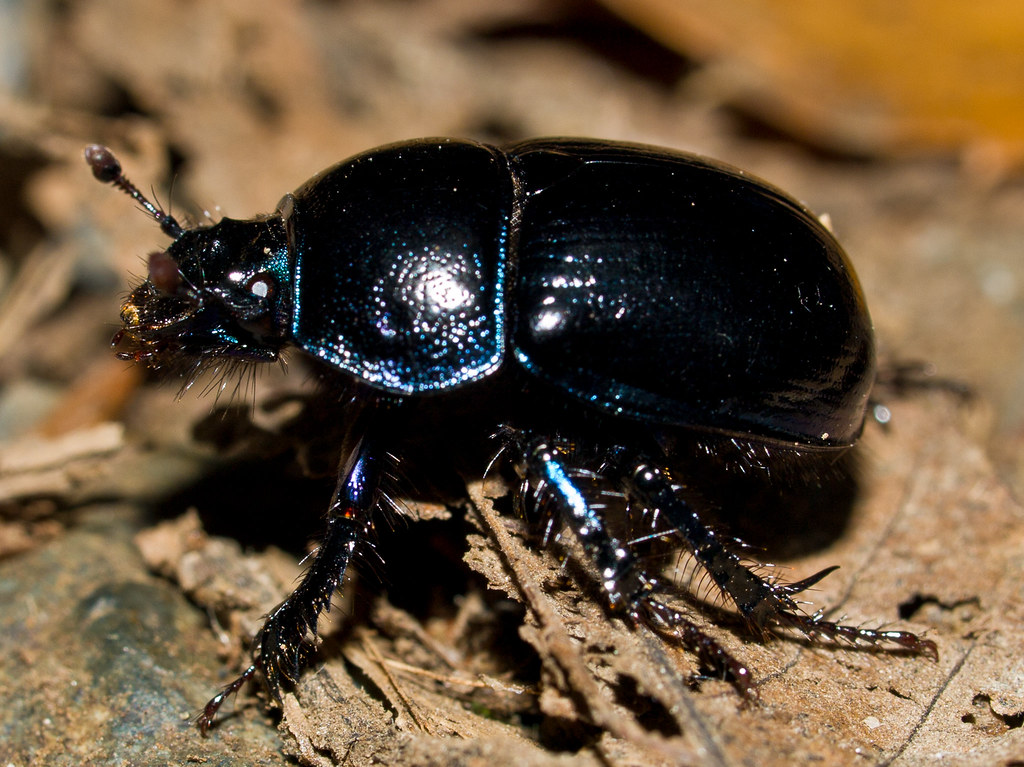 Black Beetle | Macro shot of a black beetle in the undergrow… | Flickr