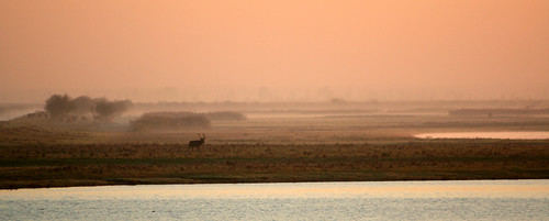 sky nature water netherlands grass sunrise canon eos 350d deer 2007 betakarel ootvaardersplassen ©betakarel