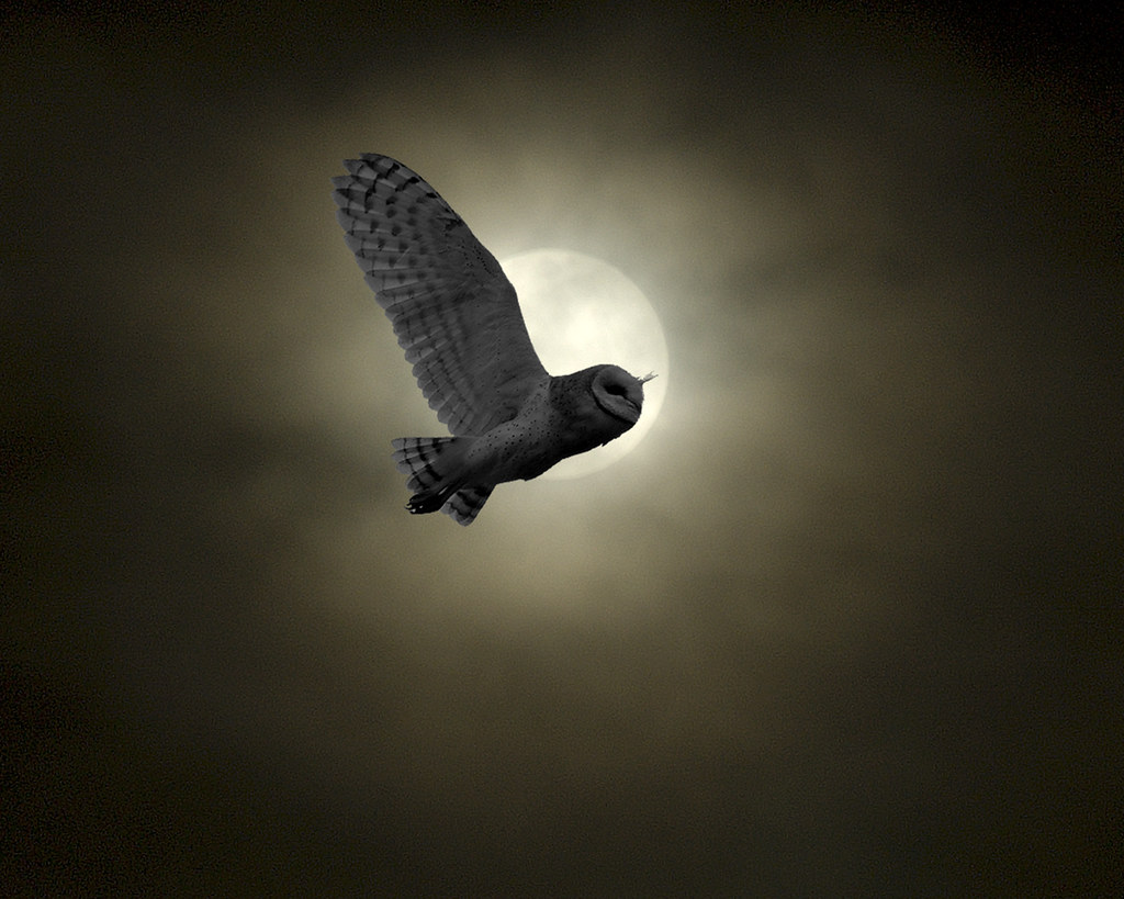 Barn owl in the moon