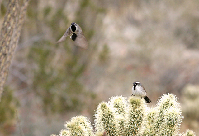 Black-throated Sparrow Leap