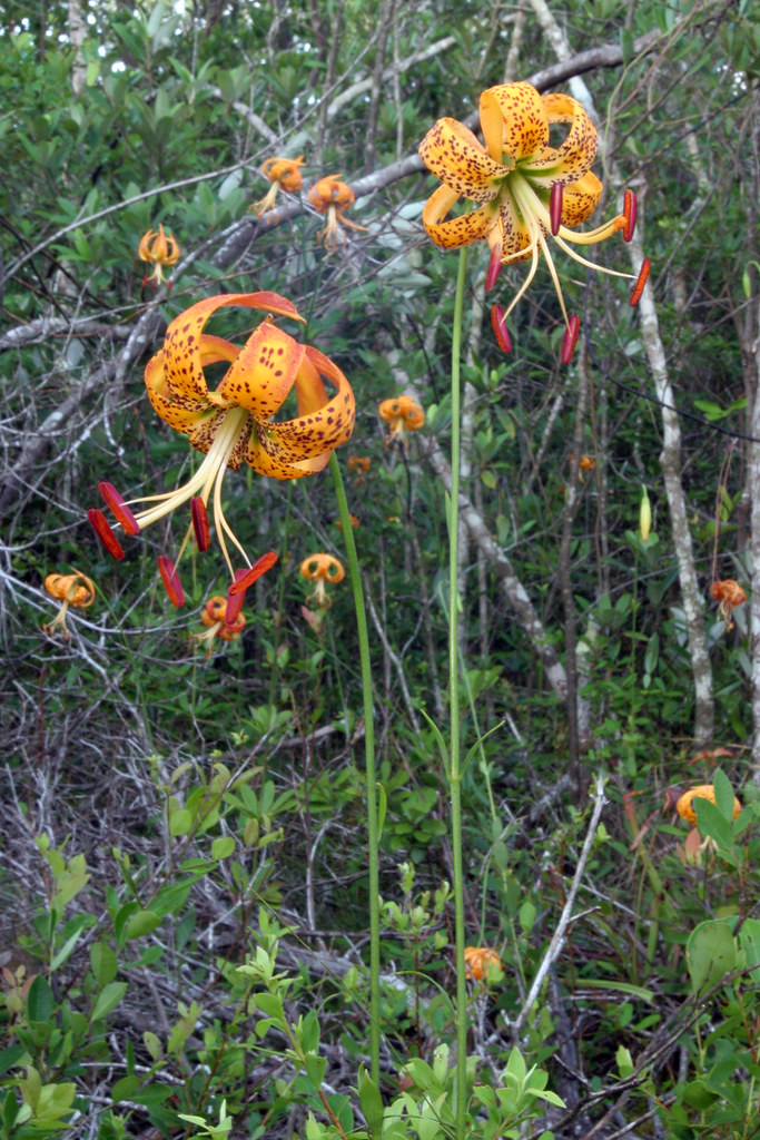 Lilium iridollae, Pot of Gold Lily, Eglin AFB, FL