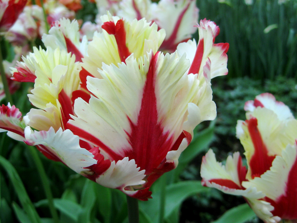 Tulips (