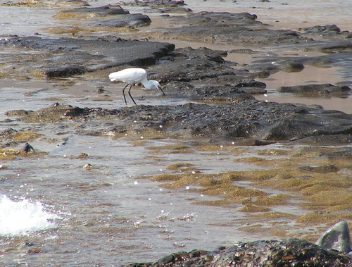 little egret at the beach side