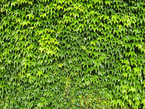 Green ivy wall 2 - texture | From a giant green wall of ivy … | Flickr