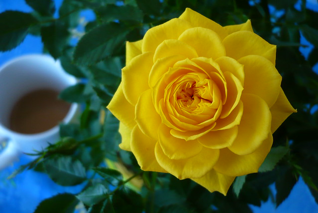 Cup of Coffee and my favorite rose - yellow gelb amarillo rose