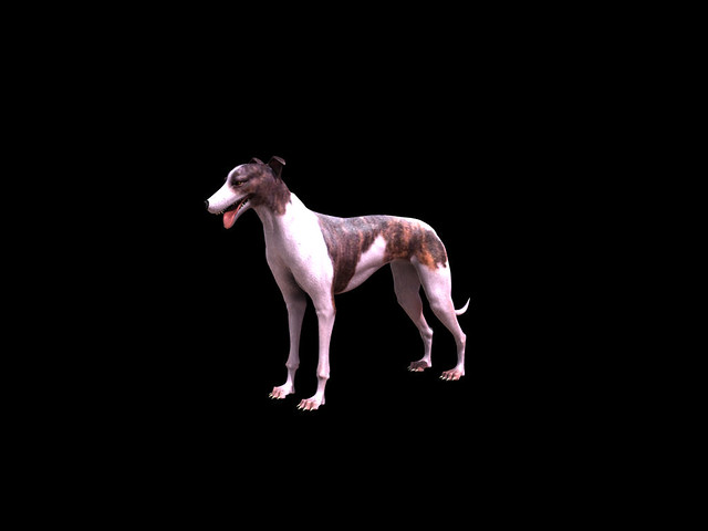 3D Greyhound - White & Brindle