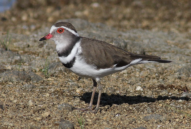 Plover, three-banded