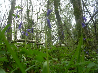 Bluebells Witney to Haslemere