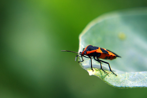 orange black bug beetle large schaumburg milkweed palatine oncopeltus fasciatus