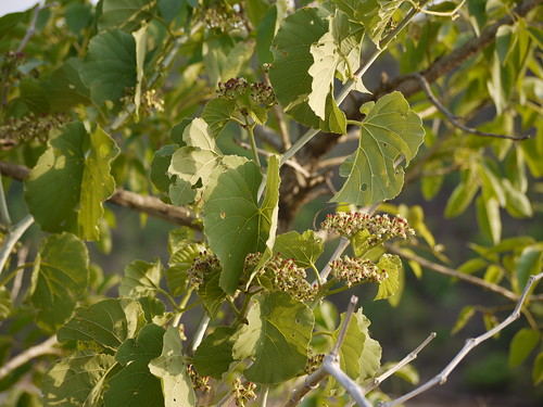 vitaceae woodyshrub grapefamily vitisfamily cissuswoodrowii girnul woodrowsgrapetree