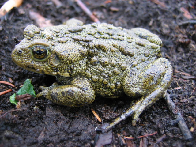 IMG_1048 - Canadian Toad, Bufo hemiophrys (Alt Latin: Anaxâ€¦ | Flickr