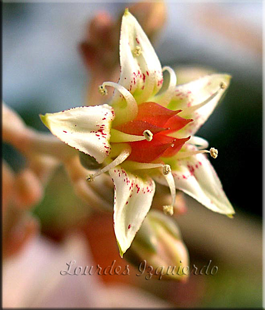 Graptopetalum paraguayense flor