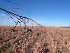 Center-pivot Irrigation in Milo