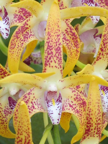 Dendrobium Avril's Gold 'Lotsa Spots' HCC/AOS | by cieneguitan