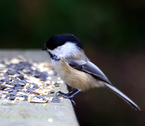 A Chickadee Wink! | by Property#1